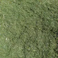 فروش یونجه درجه ۱