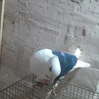 پشت|پرنده|شیروان (خراسان), |دیوار