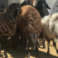 ۱۲راس بره نر سبک(میش بره بزغاله)