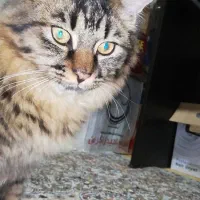 واگذاری گربه