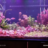 ماهی ردلاین دیماسونی ماکرو