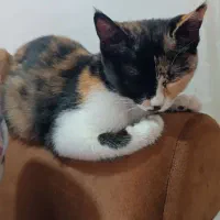 گربه ی پرشین