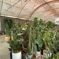 استخدام نیرو در گلخانه نیر کاکاتوس