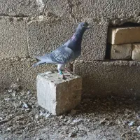 کبوتر|پرنده|نورآباد ممسنی, |دیوار