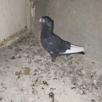 گرفتی ۸در۸میزون