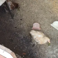 مرغ و خروس
