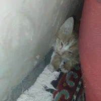 بچه گربه ماده