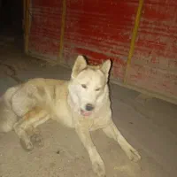سگ هاسکی