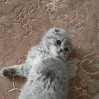 گره های خوشگل و پامزه