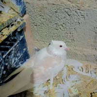 کبوتر شامی قیمت هفصد