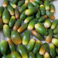 بلوط تازه محصول امسال. دکوری تزیین..