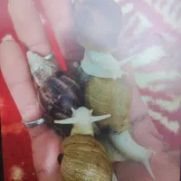 حلزون اچاتینا