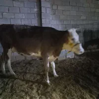 گوساله نر آلمانی و گاو و گوساله آلمانی|حیوانات مزرعه|رامشیر, |دیوار