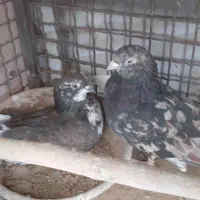 کفتر خوب میخوای از دست نده همه به شرط