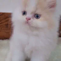 بچه گربه پرشین سوپر فلت