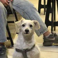 سگ فروشی|سگ|نیشابور, مدرس|دیوار