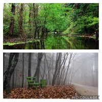 زمین جنگلی جاده رشت تهران|فروش زمین و ملک کلنگی|رشت, گیل|دیوار