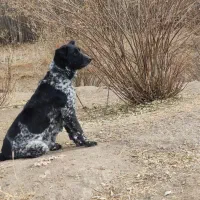 سگ لاس سه ساله آدمی