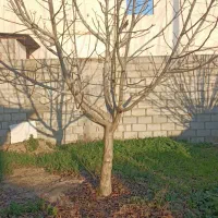 فروش ۴ اصله درخت