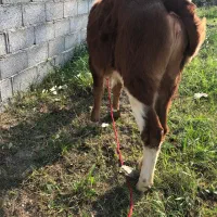 گاو تلیسه سمینتال اصیل|حیوانات مزرعه|رشت, باهنر|دیوار