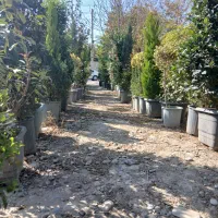 پالم واشینگتن، یاس هلندی، نهال میوه|گل و گیاه طبیعی|شهریار, کردزار|دیوار