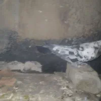 کبوتر پرشی|پرنده|چناران, |دیوار