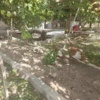 بوقلمون کرچ اماده