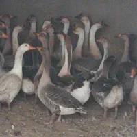 قوغاز|حیوانات مزرعه|زابل, |دیوار