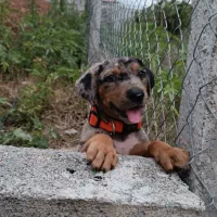 واگذاری گیریت دین نر|سگ|بابل, |دیوار