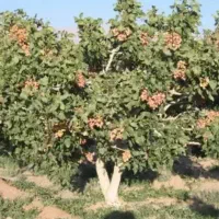 زمین کشاورزی پسته