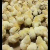 فروش جوجه خروسک