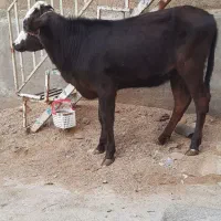 گاو قرمزگوساله ماده دورگه|حیوانات مزرعه|بروجرد, |دیوار