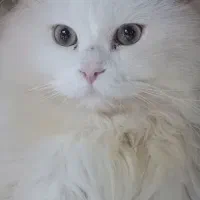 گربه نرجوان باشناسنامه