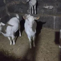 بزغاله نر سانن