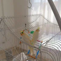 عروس هلندی|پرنده|کردکوی, |دیوار