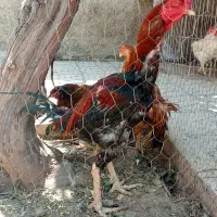 مرغ و خروس لاری ومحلی وماشینی همه تخم گذار