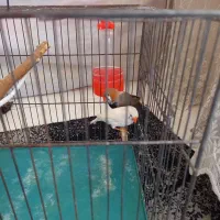 فنچ|پرنده|چهاردانگه (تهران), |دیوار