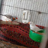 یک جفت فنچ سالم با قفس و وسایل
