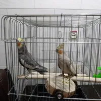 یک جفت پرنده عروس هلندی بالغ|پرنده|محمدیه-قزوین, |دیوار