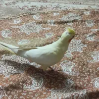 عروس هلندی ماده