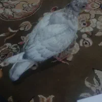 جوجه سرور اصل