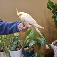 جوجه لوتینو دستی و رام