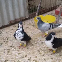 کفتر ۲۰عددخوشرنگ پرگل جوان با یال سبز