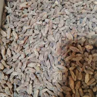 خشکبار کشمش مویز خرما