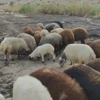 ۱۳راس گوسفند درجه یک