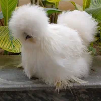 جوجه ابریشمی