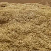 فروش کاه گندم کاه کوب