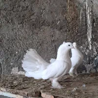 کفتر دوم چتری کاکولی