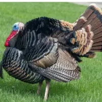 بوقلمون زنده