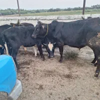 سیمینتال نر|حیوانات مزرعه|قم, مهدی آباد|دیوار